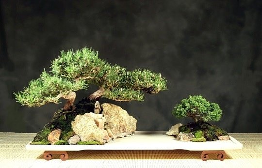 Ісідзукі ( зростаючий на камені) - один з найефектніших і складних стилів бонсай: невелике дерево росте в ущелинах невеликого каменя, який зображує острів або скелю, з не досягають землі корінням