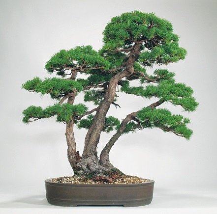 Санкай ( потрійний стовбур) - різновид багатостовбурного дерева, коли з одного кореня виростає три стовбури, один з яких набагато могутніше іншого