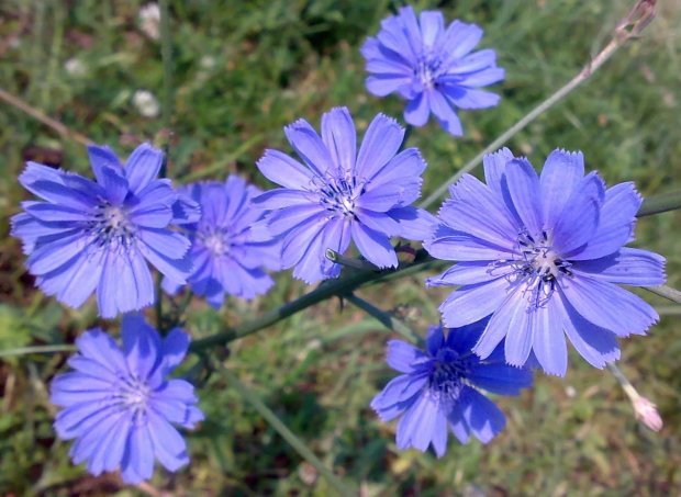 Цикорій - це трав'яниста рослина з сімейства айстрових, його ви дізнаєтеся по ніжно-блакитним квіточок з вузькими пелюстками