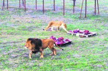 26 апреля 2012, 13:48 Переглядів:   Кожен з 50 левів, які живуть в парку, з'їдає в день до 10 кг м'яса